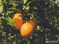 北京中御建科技有限公司